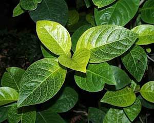 Фото Псевдерантемум сетчатый Pseuderanthemum reticulatum)