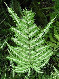 Фото Птериса серебристого (Pteris argyraea)