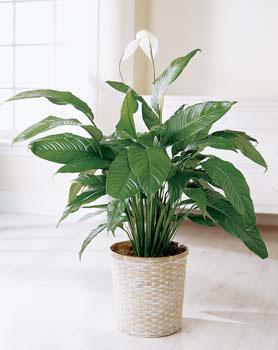 Фото Спатифиллума (Spathiphyllum sp.)