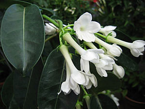 Фото Стефанотиса обильноцветущего (Stephanotis floribunda)