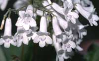 цветы Стрептокарпуса белоснежного