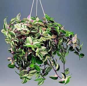 Фото Традесканции белоцветковой (Tradescantia albiflora)