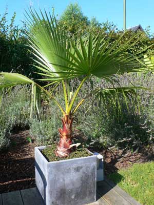 Вашингтония нитеносная (Washingtonia filifera)