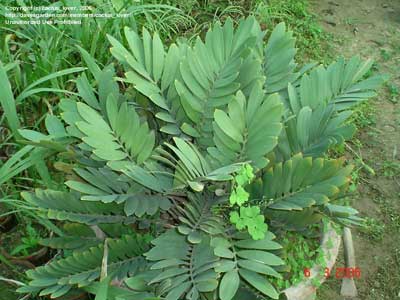 Замия припудренная (Zamia furfuracea)