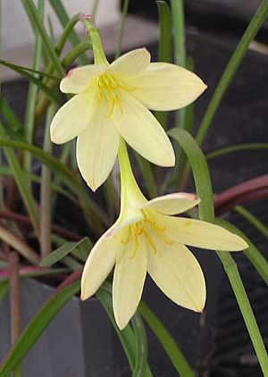 Фото Зефирантеса первоцветного (Zephyranthes primulina)