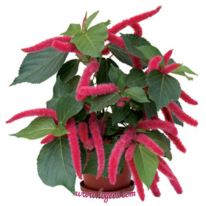 Акалифа щетинисто-волосистая (Acalypha hispida)