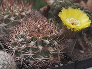 Фото  Акантокалициума желтоцветкового (Acanthocalycium thionanthum)