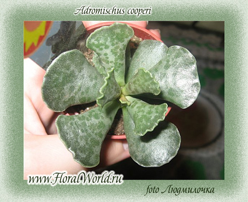 Adromischus cooperi