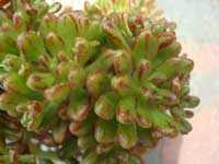 http://www.floralworld.ru/images/plants/aeonium_sedifolium_2.jpg