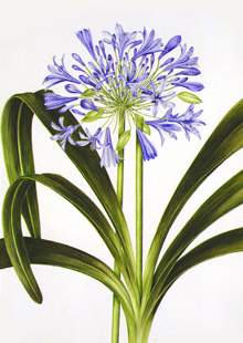 фото агапантуса восточного (Agapanthus orientalis)