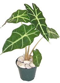 Фото Алоказии амазанской (Alocasia x amazonica)