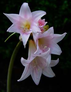Фото Амариллиса прекрасного (Amaryllis belladonna)
