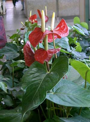 Фото Антуриума Андрэ (Anthurium andraeanum)