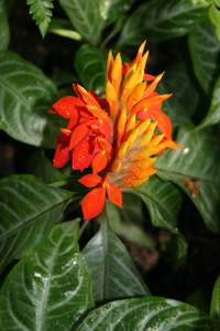 Aphelandra aurantiaca var. roezlii