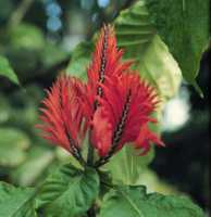 Aphelandra tetragona