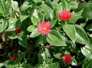 Аптения сердцелистная (Aptenia cordifolia)