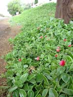 Аптения сердцелистная (Aptenia cordifolia)