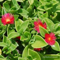 Аптения сердцелистная (Aptenia cordifolia)