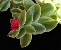Апетния сердцелистная 'Variegata'