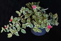 Апетния сердцелистная 'Variegata'