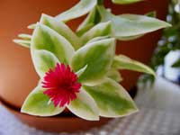 Апетния сердцелистная 'Variegata'