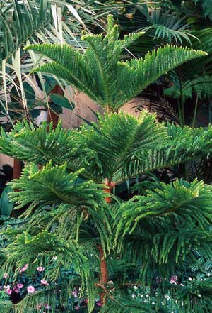 Араукария разнолистная (Araucaria heterophylla)