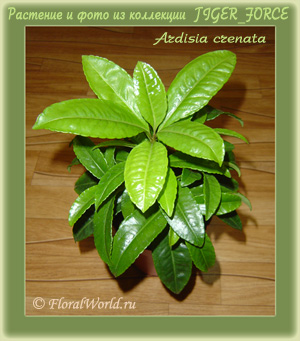 Ардизия городчатая (Ardisia crenata)