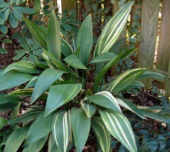 Аспидистра высокая форма Variegata (Aspidistra elatior 'Variegata')