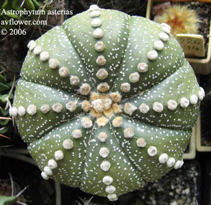 Фото Астрофитума звезчатого (Astrophytum asterias)