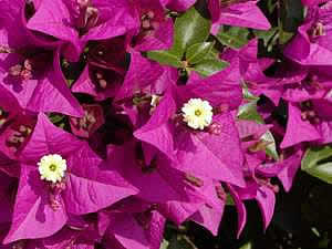 Бугенвиллея голая(Bougainvillea glabra)