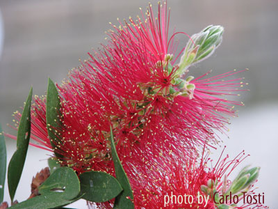 Каллистемон ланцетный (Callistemon lanceolatus)