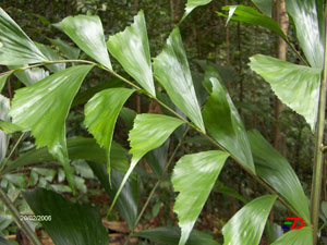 Кариота мягкая (Caryota mitis)