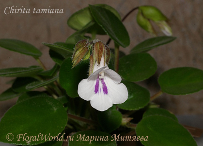 Хирита Тамиана (Chirita tamiana)