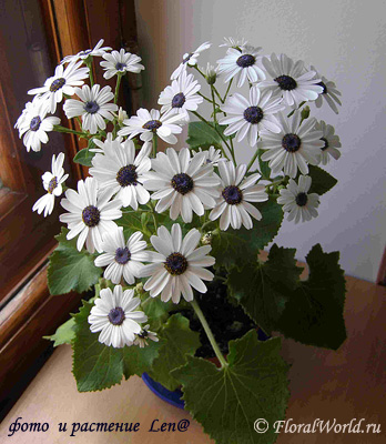 Cineraria cruenta (Cineraria hybrida)