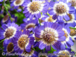 Cineraria cruenta (Cineraria hybrida)