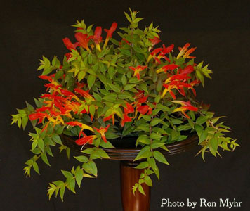 Columnea 'Early Bird'