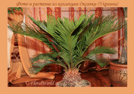 Цикас (Cycas sp.)