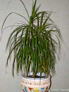 Фото Драцены окаймленной (Dracaena marginata)