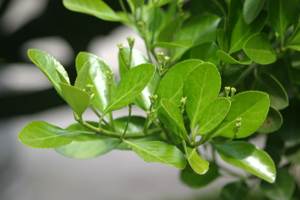 Бересклет японский (Euonymus japonicus)