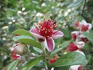 Фото Фейхоа (Акка) Селлова (Feijoa (Acca) sellowiana)