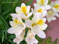 Фрезия гибридная (Freesia hybrida)