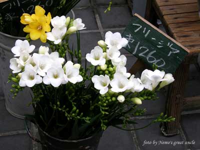 Фрезия гибридная (Freesia hybrida)