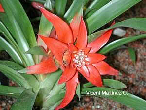 Фото Гусмании язычковой разн. Surprise (Guzmania lingulata Surprise