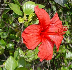 Фото Гибискуса китайского (Hibiscus rosa-sinensis)