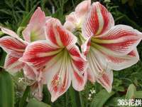 Фото Гиппеаструма гибридного (Hippeastrum hybridum)