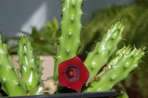 Гуерния кенийская (Huernia keniensis