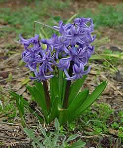 Фото Гиацинта восточного (Hyacinthus orientalis)