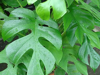 Фото Монстеры Адансона (Monstera adansonii)