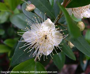 Фото Мирта обыкновенного (Myrtus communis)