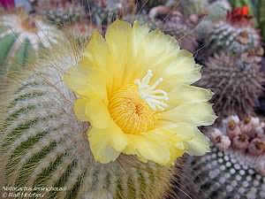 Фото Нотокактуса Ленингхауса (Notocactus leninghausii)